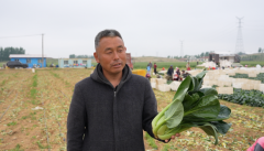 一肥六效,鲁花花生肽肥的化肥替代之路